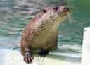 ユーラシアカワウソの写真 2